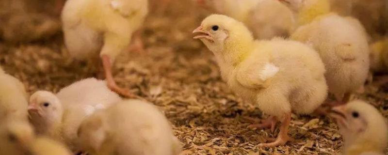 小鸡长什么样子，染色小鸡能活多久 小鸡染色过程