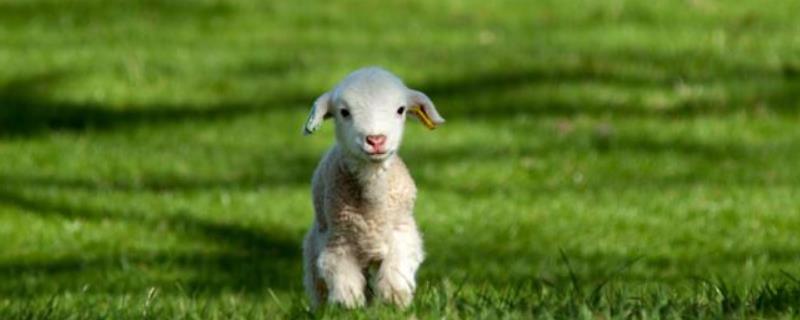 小羊羔拉稀用什么药，脱水怎么治疗 小羊羔拉稀用什么药,脱水怎么治疗好