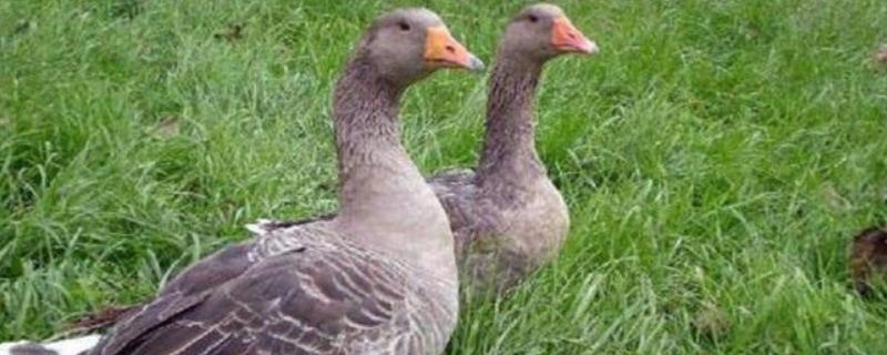 什么养殖业利润快，集约养殖业包括（养殖业什么利润最高）