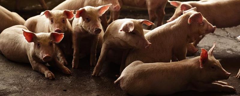 养猪小技巧，猪吃粪便怎么治疗 猪吃猪屎是缺什么营养