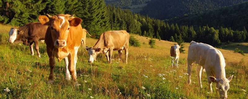 母牛饲料配方和喂养方法 饲养母牛饲料配方