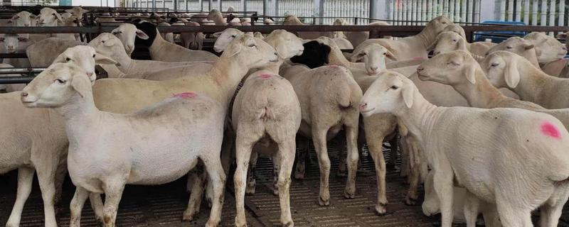 澳洲白绵羊产羔率，一胎能生几只（澳洲白绵羊一年产几胎羔一胎产几个羔）