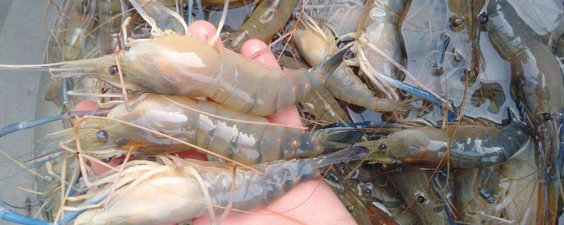 淡水虾怎么养殖，需要什么条件 淡水虾怎么养殖技术