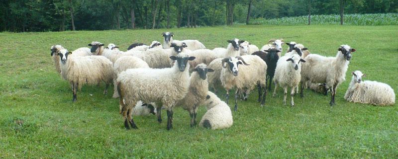 小公羊几个月能配羊 波尔小公羊几个月能配羊