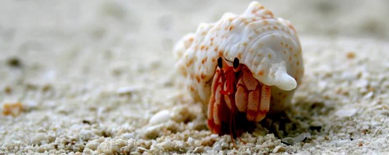 寄居蟹吃什么食物，是怎么形成的（寄居蟹一般吃什么?）