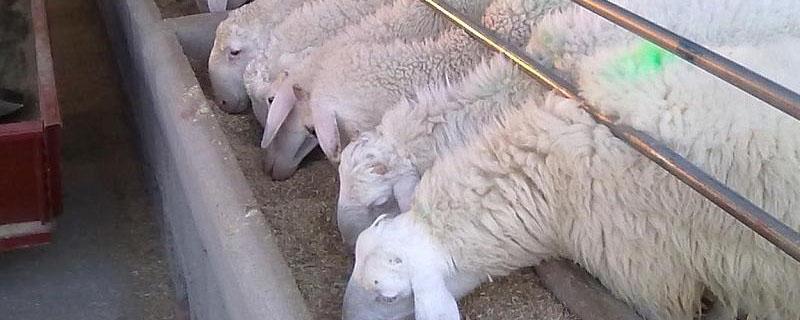 湖羊适合在哪里养殖 湖羊的养殖技术