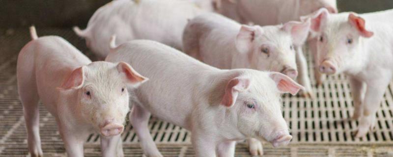 养猪风险有多大，如何规避 养猪风险到底有多高