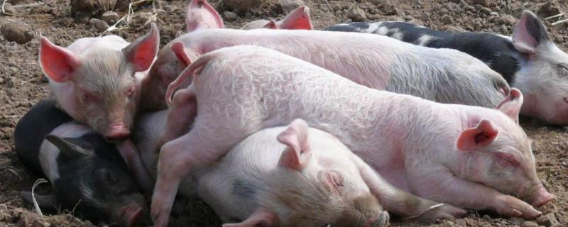 猪吃粪便是什么原因，如何治疗 猪吃粪便怎么办