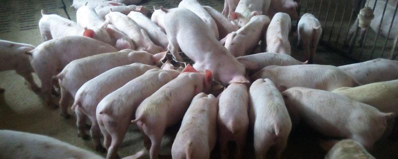 生猪外三元和内三元是什么意思 生猪内外三元啥意思