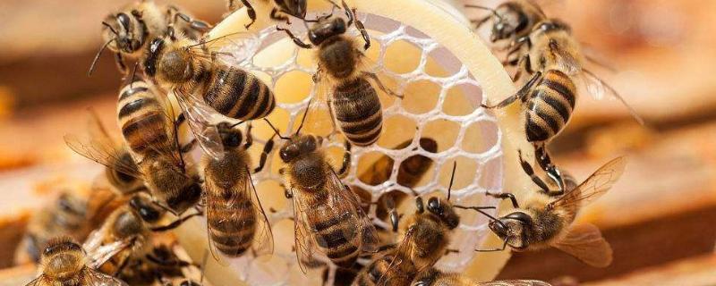 蜜蜂在家做窝代表什么，怎么收蜜糖 蜜蜂在家做窝寓意什么