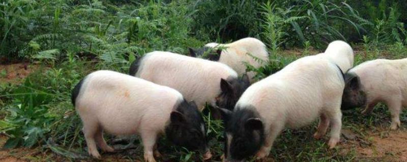 巴马香猪养殖技术，最大能养多少斤 巴马香猪的养殖成本与利润多少钱