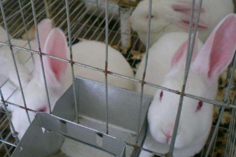 兔子如何养殖?应该注意什么 养殖兔子要注意哪些方面