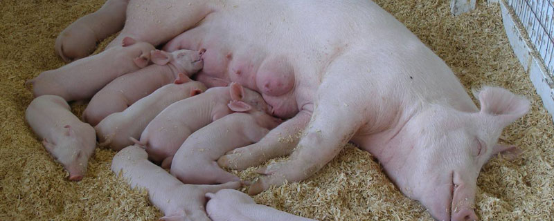 母猪下完猪多久喂食 母猪下完小猪喂几次