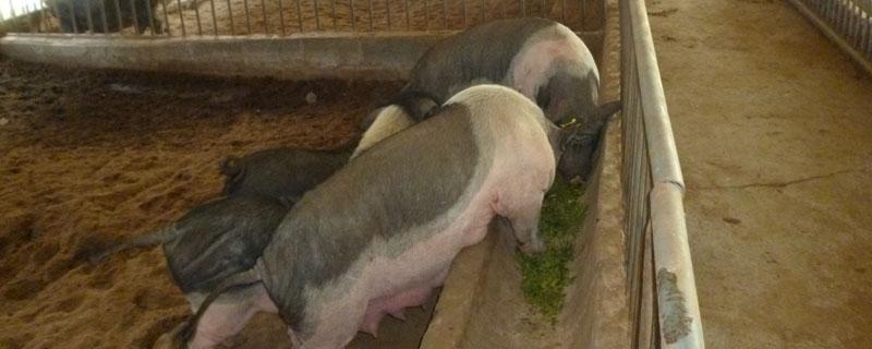 预混料和全价料哪个长猪快 猪用预混料好还是全价料好