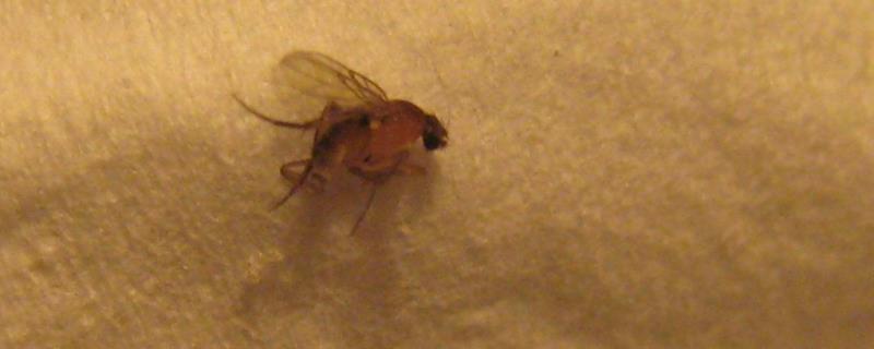 飞虫种类，家里飞虫太多怎么去除 飞虫种类,家里飞虫太多怎么去除掉