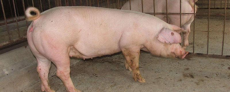 一头母猪标准圈多大 一头母猪猪圈尺寸多少