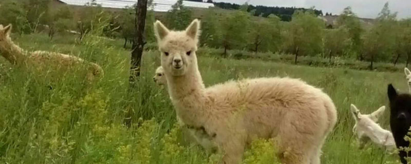 羊驼会吐口水吗 羊驼怎么会吐口水