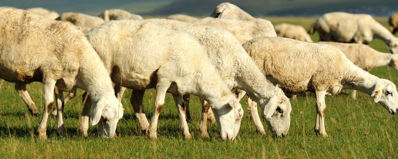 养多少母羊需一只公羊 多少头母羊需要一头公羊