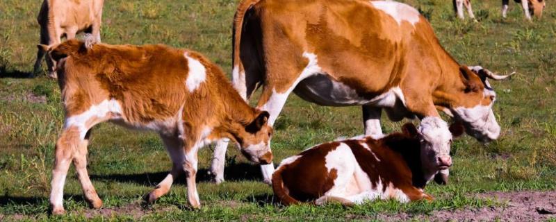红糖喂牛正确方法，为什么要喂红糖 红糖喂牛要注意什么