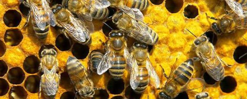 蜂太少如何快速繁殖，蜂王会不会跑 蜂太少如何快速繁殖,蜂王会不会跑的快