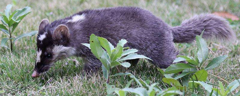 果子狸和猫谁厉害（果子狸厉害吗）