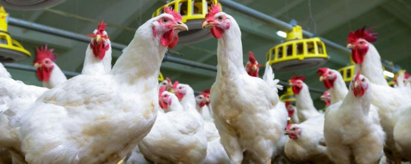 鸡瘟的鸡有什么症状，如何治疗 鸡瘟的鸡有什么症状,如何治疗呢