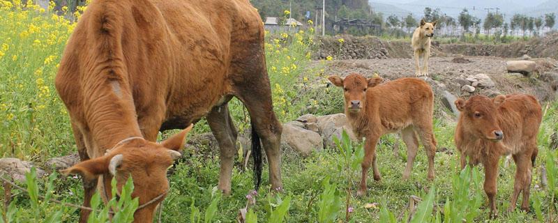 新生牛犊不吃奶都是什么原因呢 新生牛犊一天吃几次奶正常