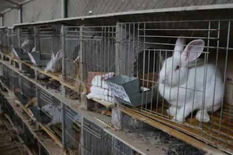 兔子养殖场怎么建（如何建兔子养殖场）