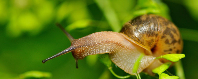 蜗牛具有什么结构（蜗牛的身体结构有哪些特点）