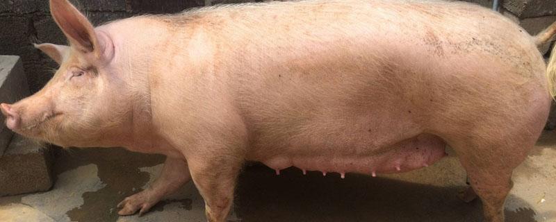 怀孕母猪嘴嚼白沫 母猪口嚼白沫怎么回事