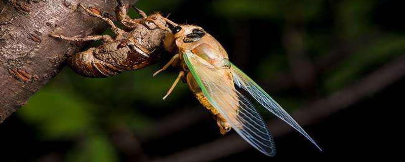金蝉如何脱壳（金蝉脱壳怎么读）