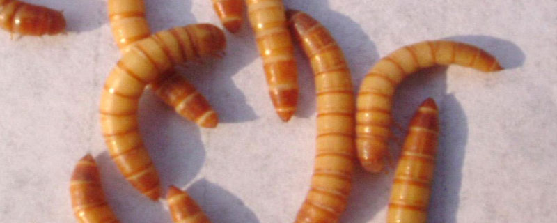 黄粉虫养殖技术与种苗，如何繁殖 黄粉虫的饲养技术