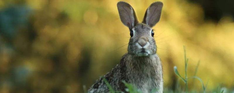 养兔技术与兔疾病防治，家兔和野兔的区别