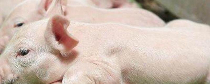 仔猪重度腹泻速治妙招，生下二天腹泻是什么原因