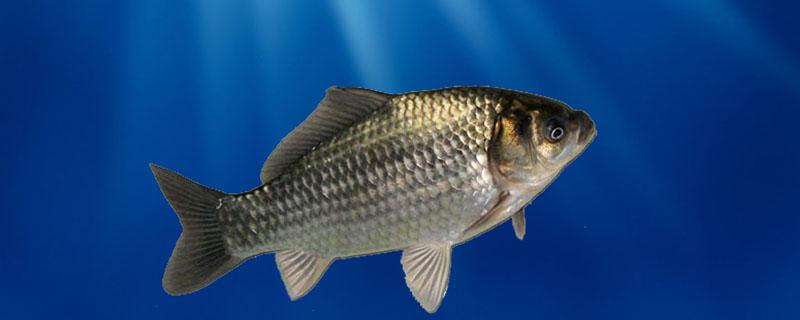 几吨饲料养一吨罗非鱼（罗非鱼养殖1斤的料比）