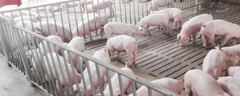 农村猪舍怎么建?一般允许养几头猪？猪的粪便如何处理