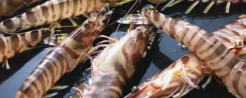 海虾种类，与淡水虾有什么区别 海虾种类,与淡水虾有什么区别呢