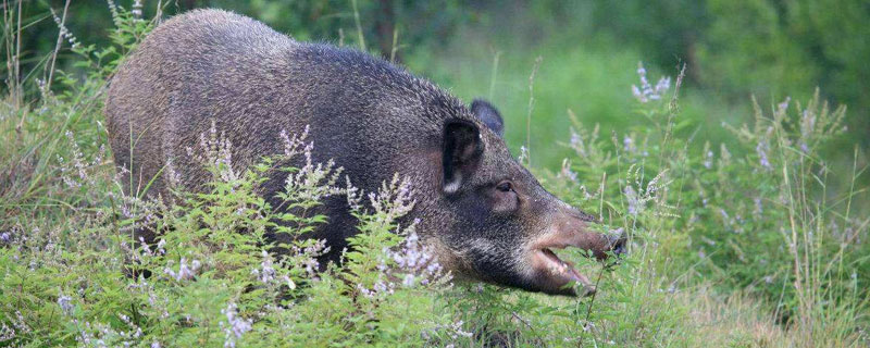 野猪爱吃什么野菜