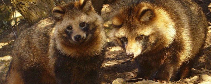 貉子养殖需要办理手续吗 貉子怎么养殖