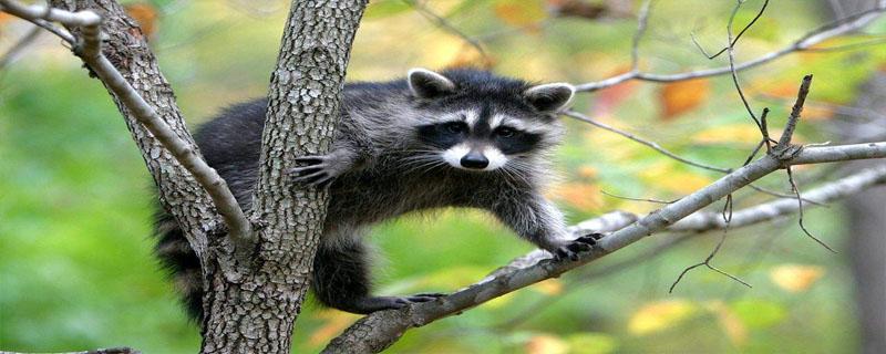 果子狸和浣熊的区别（果子狸与浣熊的区别）