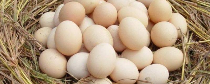 怎么联系收购土鸡蛋的，多少钱一斤 哪里有收土鸡蛋的电话