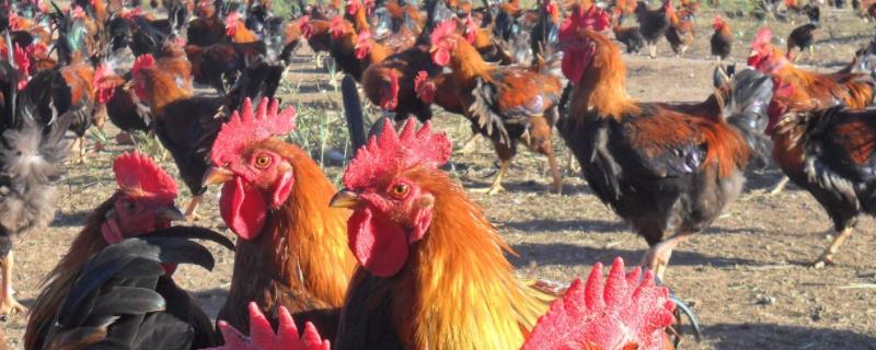 鸡的体重，柴鸡和土鸡的区别（柴鸡和公鸡的区别?）