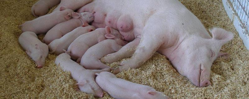 母猪生产需要多长时间 母猪生产需要多长时间?