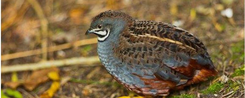 芦丁鸡是鹌鹑吗?养殖前景怎么样（芦丁鸡就是鹌鹑吗）