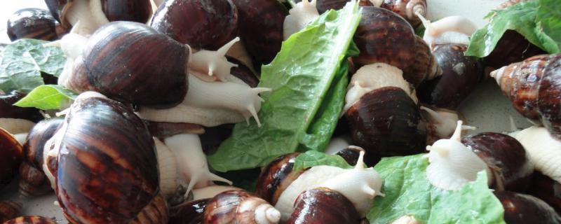 白玉蜗牛怎么养，养殖前景如何 白玉蜗牛怎么养才能养活