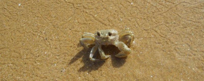 沙蟹可以用淡水养吗，腿能再生吗 沙蟹可以用淡水养吗,腿能再生吗视频