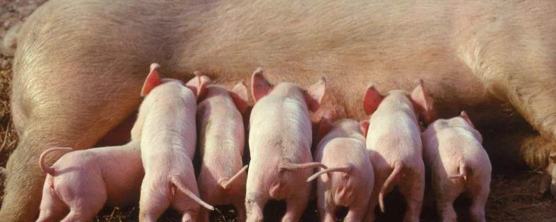 母猪的饲养管理要点 母猪喂养技术要点
