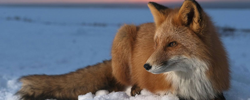 狐狸的克星是什么动物（狐狸的克星是什么?）