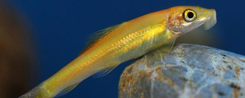 金苔鼠死亡有哪些因素,和清道夫哪个好