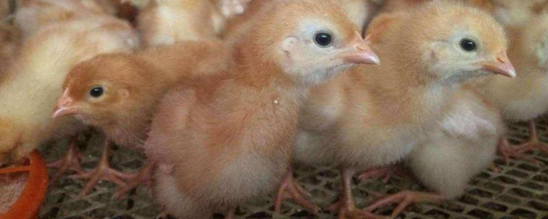 海兰褐蛋鸡产蛋性能，可以散养吗（海兰褐蛋鸡产蛋性能,可以散养吗）